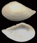 Nuculana commutata